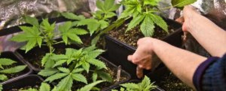 Otro negocio para el cannabis medicinal: Uruguay como hub de distribución regional